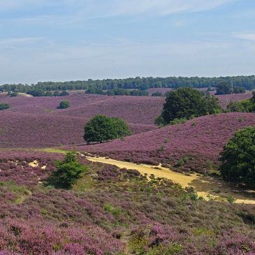 NP Veluwezoom (Gelderland)